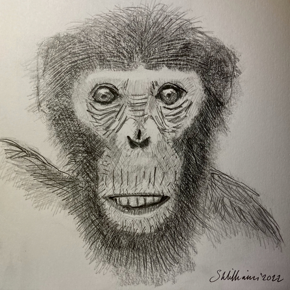 Ape (pencil, 20220316) Stephen J. Williams