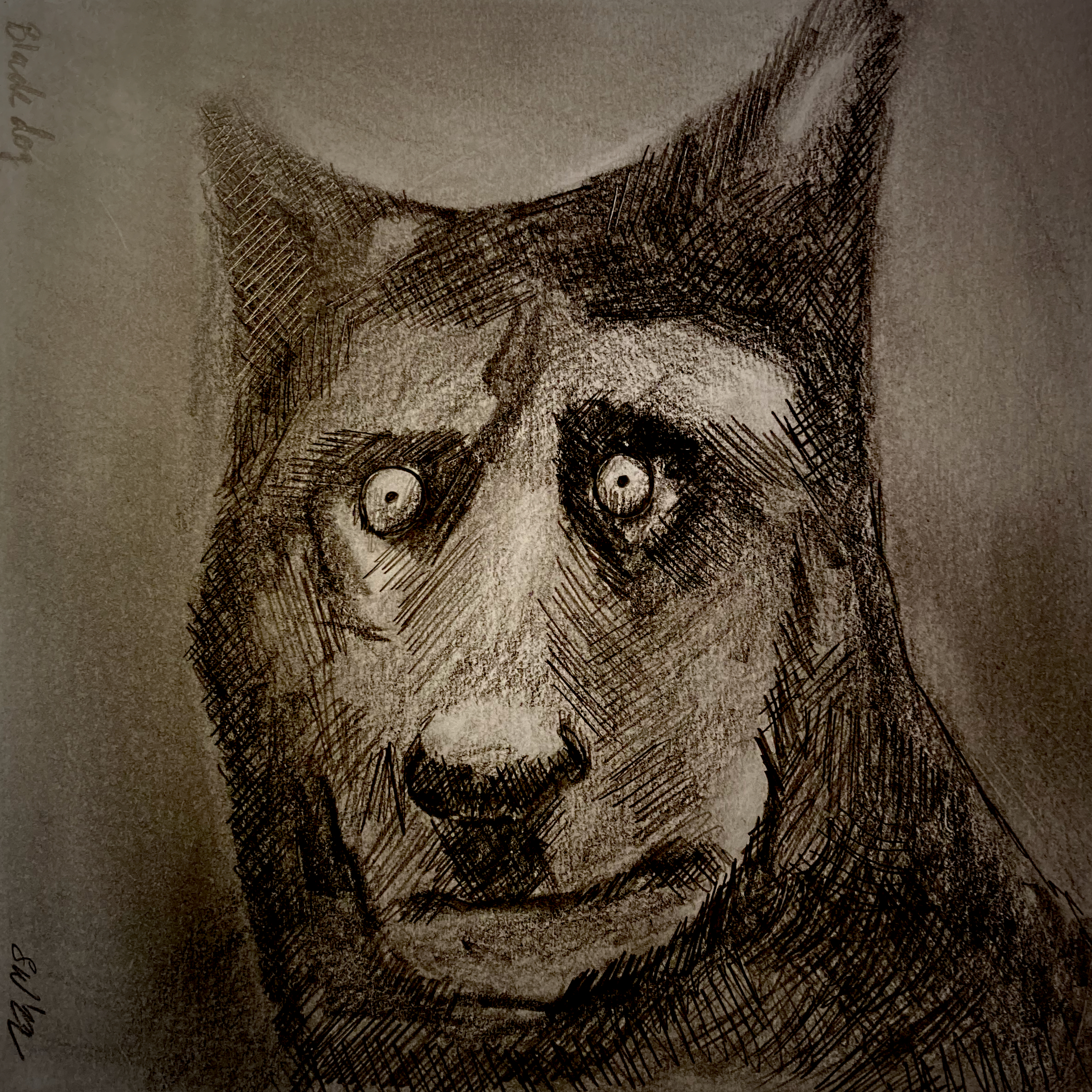 Black dog (pencil, 20220313) Stephen J. Williams